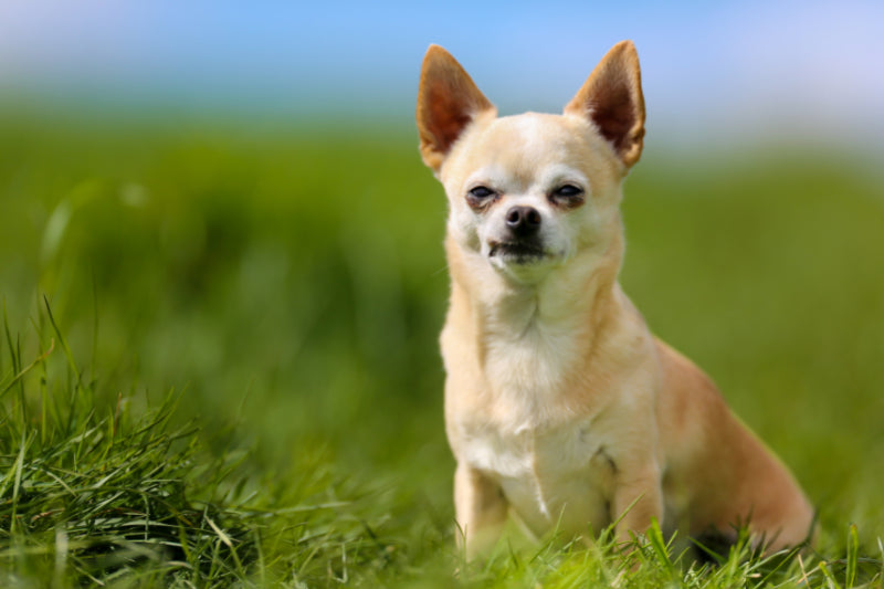 How Long Do Small Small Dogs Live?